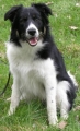 Border collie