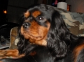 Cavalier king charles spaniel_2