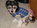 Chinese crested dog_3