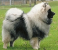 Tysk spets_3