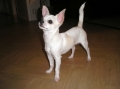 Chihuahua_3