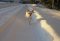 Chihuahua_2