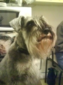 Dvärgschnauzer_1