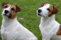 Parson russell terrier_3