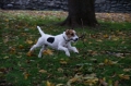 Parson russell terrier_3