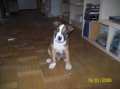 Bild på American staffordshire terrier