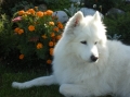 Samojedhund_1