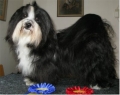 Bichon havanais_2