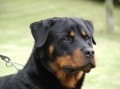 Rottweiler_3