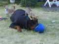 Rottweiler_2