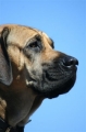 Fila brasileiro_1