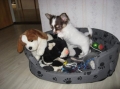 Chihuahua_3