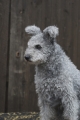 Pumi_1