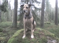 Blandras_3