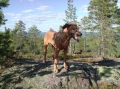Bild på Rhodesian ridgeback