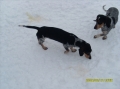 Basset bleu de gascogne_1