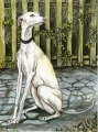 Galgo espanol_1