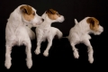 Parson russell terrier_2