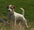Parson russell terrier_1