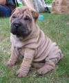 Shar pei_2