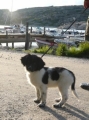 Stabyhoun_3