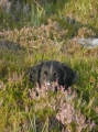 Stabyhoun_2