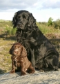 Bild på Sussex spaniel