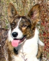 Welsh corgi cardigan_2