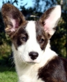 Welsh corgi cardigan_1