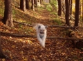 Chinese crested dog_2