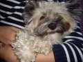 Chinese crested dog_1