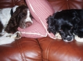 Engelsk springer spaniel_1