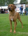 Rhodesian ridgeback_2