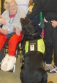 Rottweiler_1