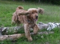 Cocker spaniel_3