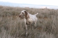 Perdiguero de burgos_2