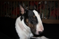 Bullterrier_1