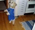 Bild på Irish glen of imaal terrier