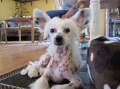 Chinese crested dog_3