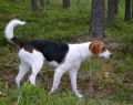 American foxhound_2