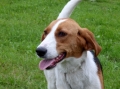 American foxhound_1