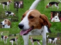 American foxhound_2