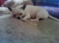 Chihuahua_2