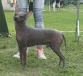 Perro sin pelo del perú_1