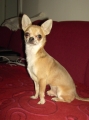Chihuahua_1