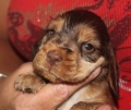 Cocker spaniel_2