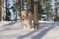Bild på Bearded collie