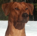 Pinscher_2