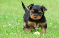 Yorkshireterrier   _1