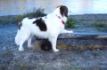 Bild på Pyreneisk mastiff